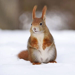 Red Squirrel -Sciurus vulgaris- in the snow in winter, Leipzig, Saxony, Germany