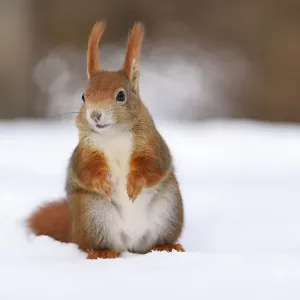 Red Squirrel in Winter Snow Print Red Squirrel in Winter Snow Print