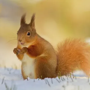Red squirrel in the snow Red squirrel in the snow