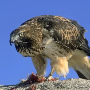Red tail hawk eating a small bird Red tail hawk eating a small bird