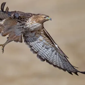 Red-tailed Hawk Red-tailed Hawk