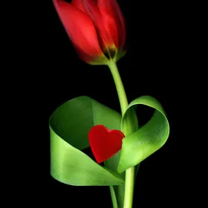 Red tulip with a heart on black Red tulip with a heart on black