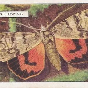 Red Underwing Moth, Butterflies and Moths series, Gallaher Collectible Tobacco Card, 1938 Red Underwing Moth, Butterflies and Moths series, Gallaher Collectible Tobacco Card, 1938