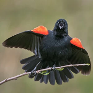 red-wing blackbird