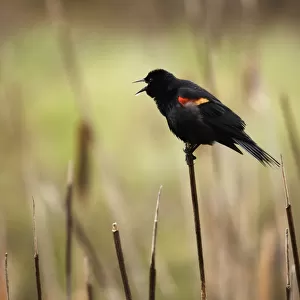 A Red-Winged Blackbird (Agelaius Phoeniceus) Sitting On The Top Of A Reed In Banff National Park