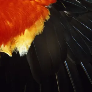 Modern Bird Feather Designs