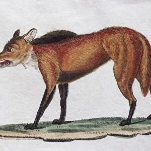 Red Wolf (Canis Mexicanus), hand coloured copperplate engraving from Friedrich Justin