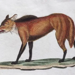 Red Wolf (Canis Mexicanus), hand coloured copperplate engraving from Friedrich Justin Red Wolf (Canis Mexicanus), hand coloured copperplate engraving from Friedrich Justin