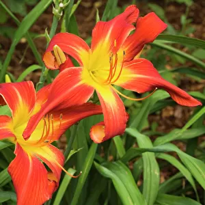 Red and yellow daylilies -Hemerocallis-, flowers, Quebec Province, Canada