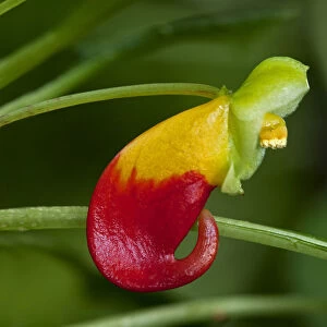 Red and yellow flower of the Congo Cockatoo -Impatiens niamniamensis-, Lateinamerika