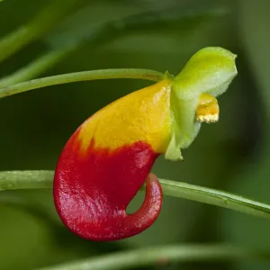 Red and yellow flower of the Congo Cockatoo -Impatiens niamniamensis-, Lateinamerika