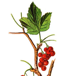 The redcurrant, or red currant (Ribes rubrum)