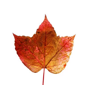 Reddish-coloured autumn leaf, Virginia creeper