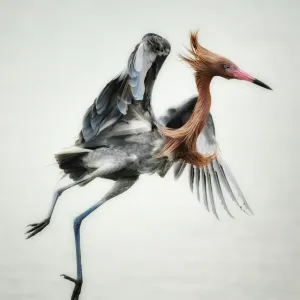 Reddish egret jumping in shallow waters