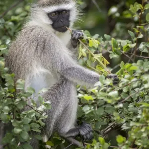 Reddish-green Vervet Monkey Print Reddish-green Vervet Monkey Print
