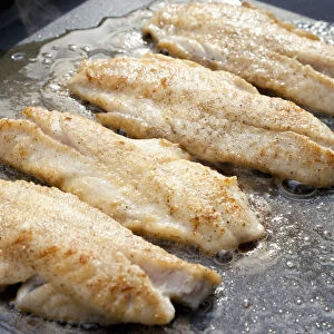 Redfish fillets being fried
