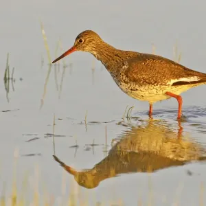 Redshank Print - Tringa totanus, Burgenland, Austria Redshank Print - Tringa totanus, Burgenland, Austria