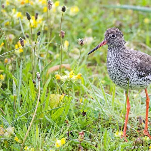 Redshank -Tringa totanus- on a meadow, Texel, West Frisian Islands, North Holland, Holland, The Netherlands