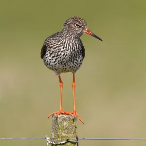 Redshank -Tringa totanus- perched on a fence post, Lauwersmeer National Park, Holland, Netherlands, Europe Redshank -Tringa totanus- perched on a fence post, Lauwersmeer National Park, Holland, Netherlands, Europe