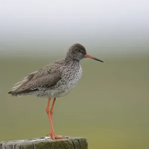 Redshank Perched Print