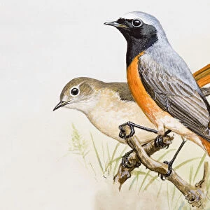 Redstart (Phoenicurus phoenicurus), male and female, perching side by side, side view
