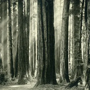 Redwood Highway, Humboldt County, California