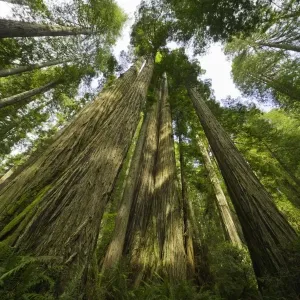 Arbres de séquoia, parc national des séquoias, Californie. Arbres de séquoia, parc national des séquoias, Californie.