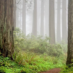 redwoods, trunks, fog, California