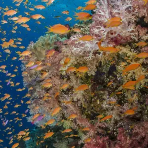 Reef with coral and Anthias (Pseudanthias squamipinnis), Fiji Reef with coral and Anthias (Pseudanthias squamipinnis), Fiji