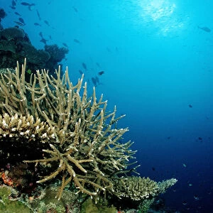 Reef with Elkhorn Corals and Table Corals (Acropora), Maldives, Indian Ocean