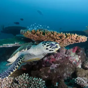 Reef life Reef life
