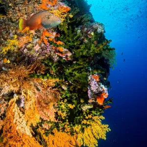 A reef wall covered in various coral A reef wall covered in various coral