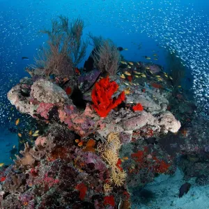 Reefscape Reefscape