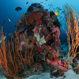 Reefscape Small Coral Reef Print