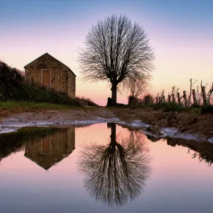 Reflection of a tree in the famous vineyards of Aloxe-Corton, Burgundy, France Reflection of a tree in the famous vineyards of Aloxe-Corton, Burgundy, France