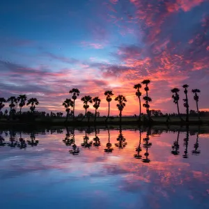 Reflections of Jaggery Trees on Beautiful Sunrise