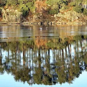 Reflections of trees on water Reflections of trees on water