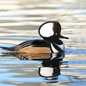 Reflective Waters and a Hooded Merganser (Lophodytes cucullatus)