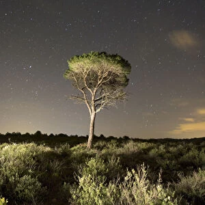 Regeneration of forest burned a starry night