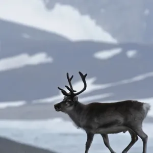 Reindeer