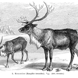 Reindeer engraving 1896