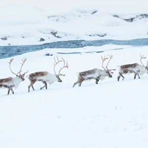 Reindeer herd walking through snow field