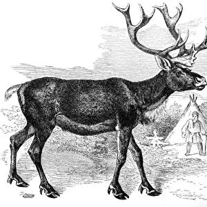 Reindeer (Rangifer Tarandus)