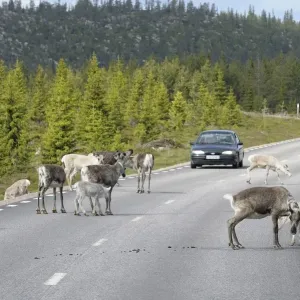 Reindeer (Rangifer tarandus) on the road, Northern Norway, Norway, Scandinavia, Europe Reindeer (Rangifer tarandus) on the road, Northern Norway, Norway, Scandinavia, Europe