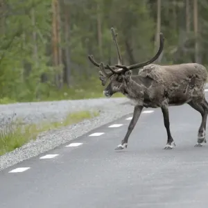 Reindeer (Rangifer tarandus) on the road, Northern Norway, Norway, Scandinavia, Europe Reindeer (Rangifer tarandus) on the road, Northern Norway, Norway, Scandinavia, Europe