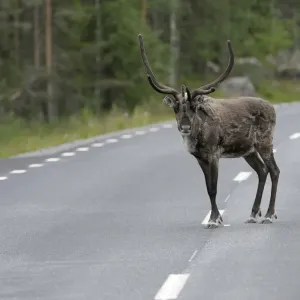 Reindeer (Rangifer tarandus) on the road, Northern Norway, Norway, Scandinavia, Europev Reindeer (Rangifer tarandus) on the road, Northern Norway, Norway, Scandinavia, Europev