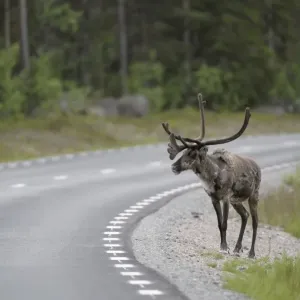 Reindeer (Rangifer tarandus) on the road, Northern Norway, Norway, Scandinavia, Europe Reindeer (Rangifer tarandus) on the road, Northern Norway, Norway, Scandinavia, Europe