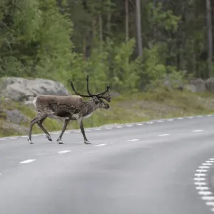 Reindeer (Rangifer tarandus) on the road, Northern Norway, Norway, Scandinavia, Europe Reindeer (Rangifer tarandus) on the road, Northern Norway, Norway, Scandinavia, Europe
