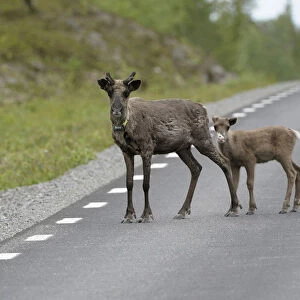 Reindeer (Rangifer tarandus) with young on the road, Northern Norway, Norway, Scandinavia, Europe