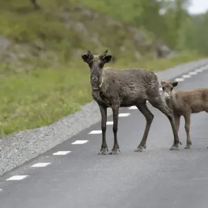 Reindeer (Rangifer tarandus) with young on the road, Northern Norway, Norway, Scandinavia, Europe Reindeer (Rangifer tarandus) with young on the road, Northern Norway, Norway, Scandinavia, Europe